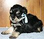 M&M's Cap'n Jack male schnauzer picture 5