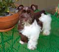 Male Schnauzer 3