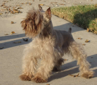 Female Schnauzer  Picture