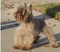 Male Schnauzer 1