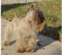 Female Schnauzer thumbnail 1