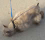 Female Schnauzer thumbnail 2