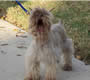 Female Schnauzer thumbnail 3