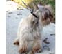 Female Schnauzer thumbnail 4