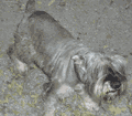 Male Schnauzer 4