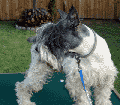 Male Schnauzer 5