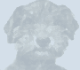Female Schnauzer thumbnail 4