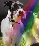 Oreo's Rainbow Bridge