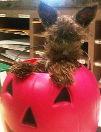 Puppy Schnauzer Resting