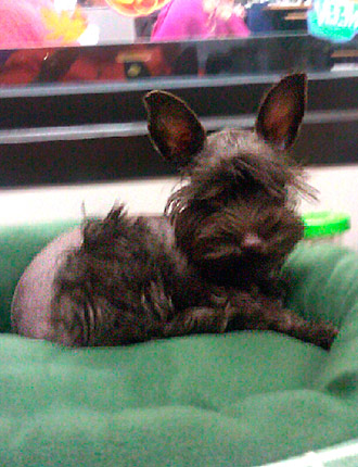 Puppy Schnauzer Resting