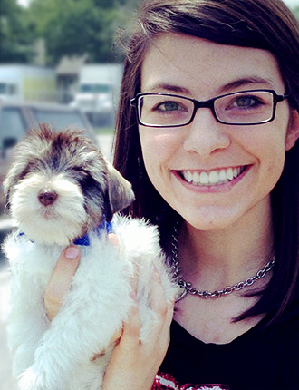 Puppy Schnauzer Resting