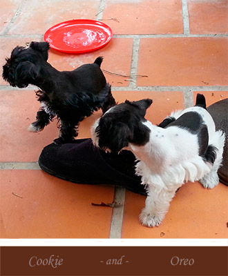Puppy Schnauzer Resting