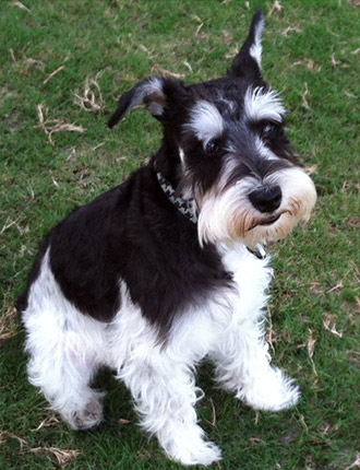 Puppy Schnauzer Resting