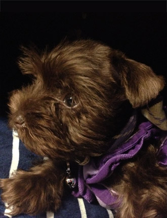 Puppy Schnauzer Resting