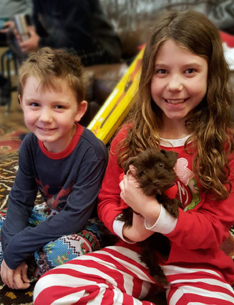 Puppy Schnauzer Resting