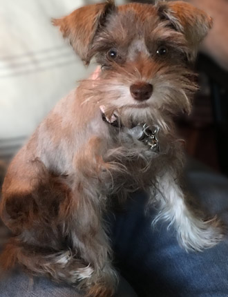 Puppy Schnauzer Resting