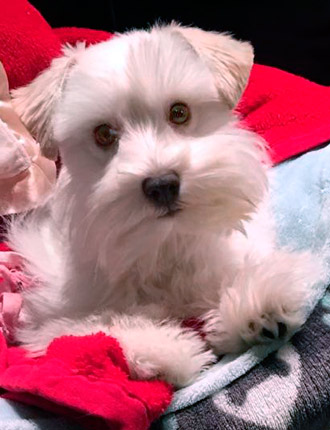 Puppy Schnauzer Resting