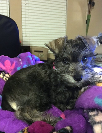 Puppy Schnauzer Resting
