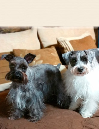 Puppy Schnauzer Resting