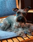 Schnauzer thumbnail