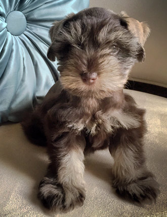 Puppy Schnauzer Resting
