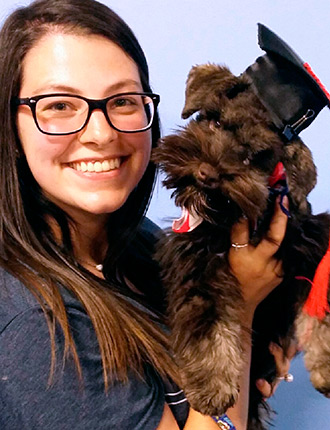 Puppy Schnauzer Resting