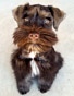 Schnauzer thumbnail