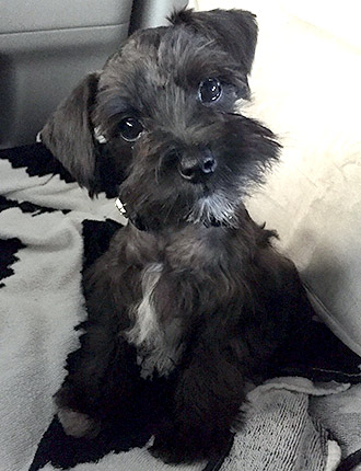 Puppy Schnauzer Resting