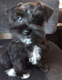 schnauzer thumbnail