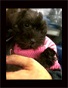 Schnauzer thumbnail