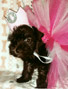 Schnauzer thumbnail