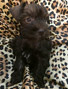 Schnauzer thumbnail