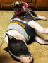 Schnauzer thumbnail