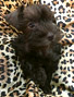 Schnauzer thumbnail