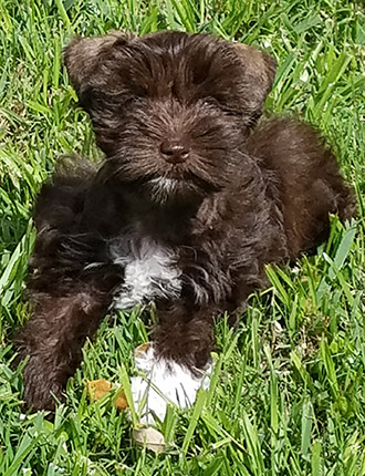 Puppy Schnauzer Resting