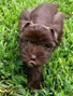 Schnauzer thumbnail