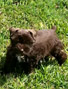 Schnauzer thumbnail