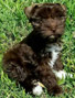 Schnauzer thumbnail