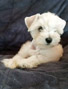 Schnauzer thumbnail