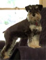 Schnauzer thumbnail