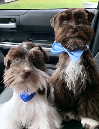 Puppy Schnauzer Resting