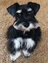 Schnauzer thumbnail