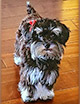 a fetching puppy