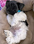 Schnauzer thumbnail