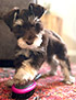 schnauzer thumbnail