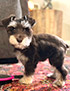 schnauzer thumbnail