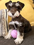 schnauzer thumbnail