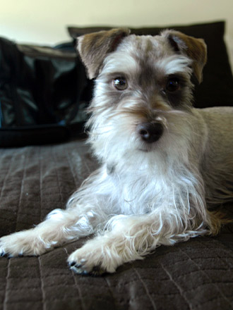 Puppy Schnauzer Resting