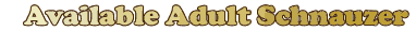 Available Adult Schnauzer