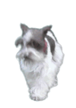 Male Schnauzers